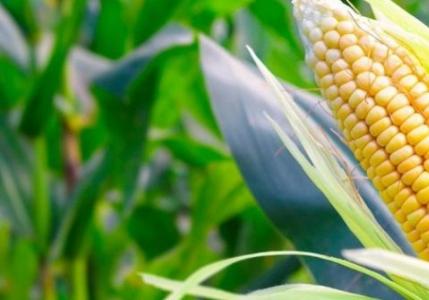 Кукурузная каша: польза и вред для организма, приготовление, употребление и хранение